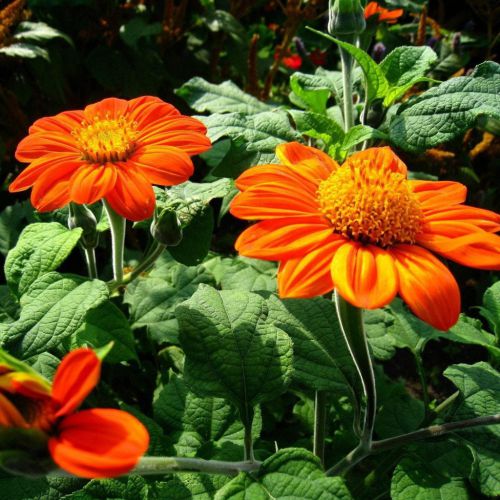 Orange Tithonia Speciosa Flower seeds for Planting - Perfect for Borders, Heirloom & GMO Free Seeds for Home Garden