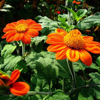 Orange Tithonia Speciosa Flower seeds for Planting - Perfect for Borders, Heirloom & GMO Free Seeds for Home Garden