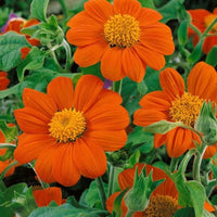 Tithonia Flower seeds for Planting Low Maintenance Heirloom & GMO Free Seeds for Home Garden
