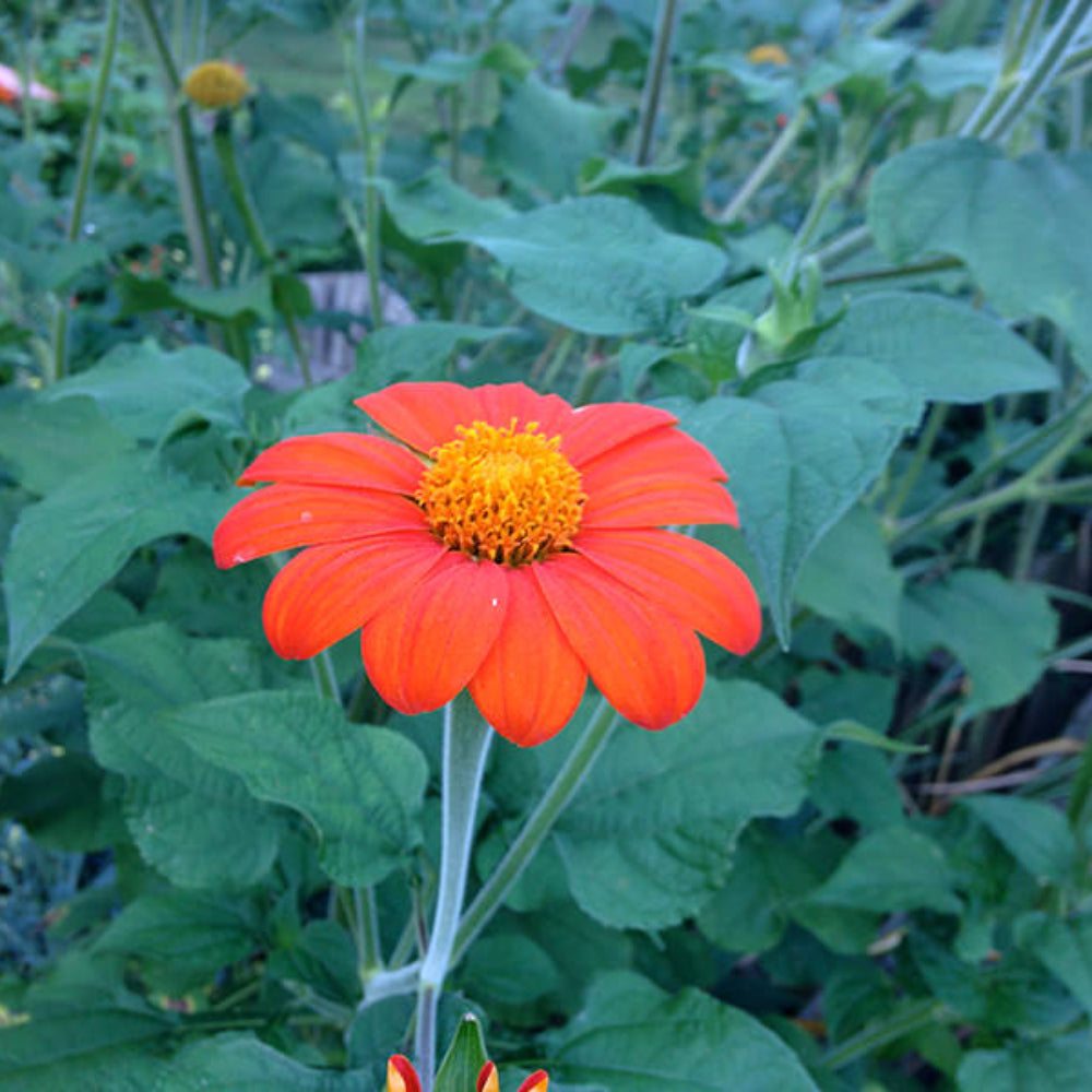 Tithonia Flower seeds for Planting - Hardy Variety, Heirloom & GMO Free Seeds for Home Garden