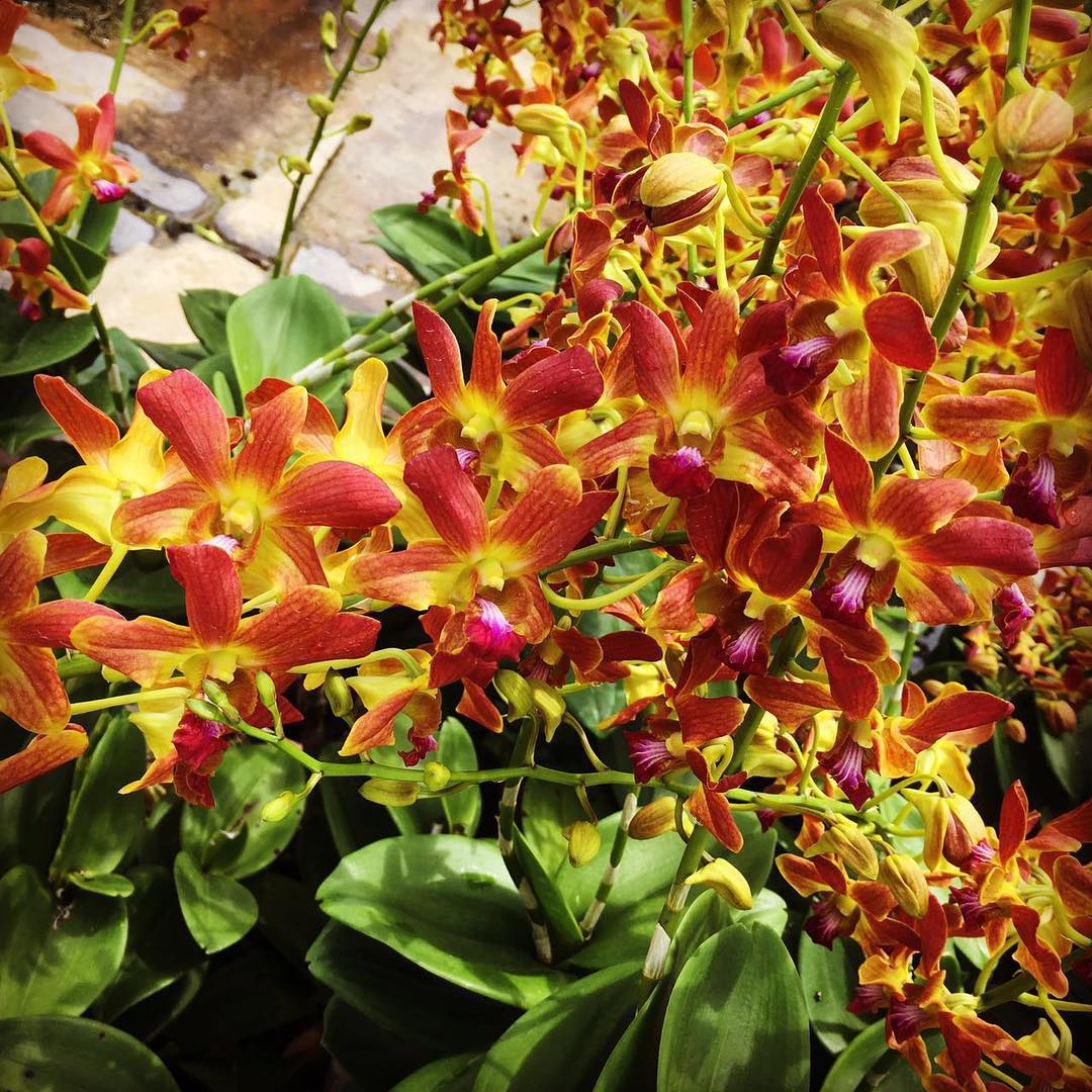 Brown Dendrobium Flower seeds for Planting Shade Tolerant Heirloom & GMO Free Seeds for Home Garden 
 
 Sale seeds for home garden planting