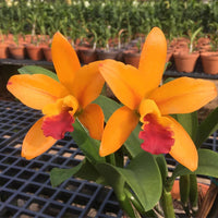 Orange Cattleya Hybrida Flower seeds for Planting Hardy Variety Heirloom & GMO Free Seeds for Home Garden 
 
 Sale