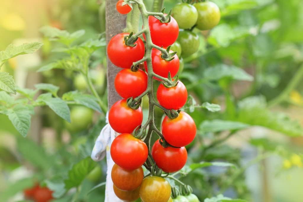 Mixed tomato seeds germination seedlings garden