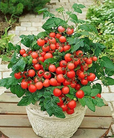 100 Pcs