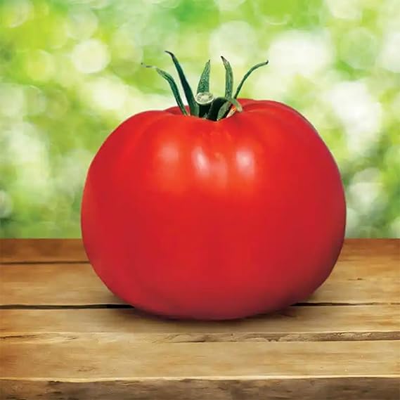 Tomatoes growing on vine in garden