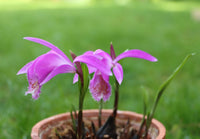 Close-up of Tongariro flower petals