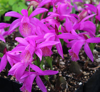 Hardy Tongariro flowers brightening garden borders
