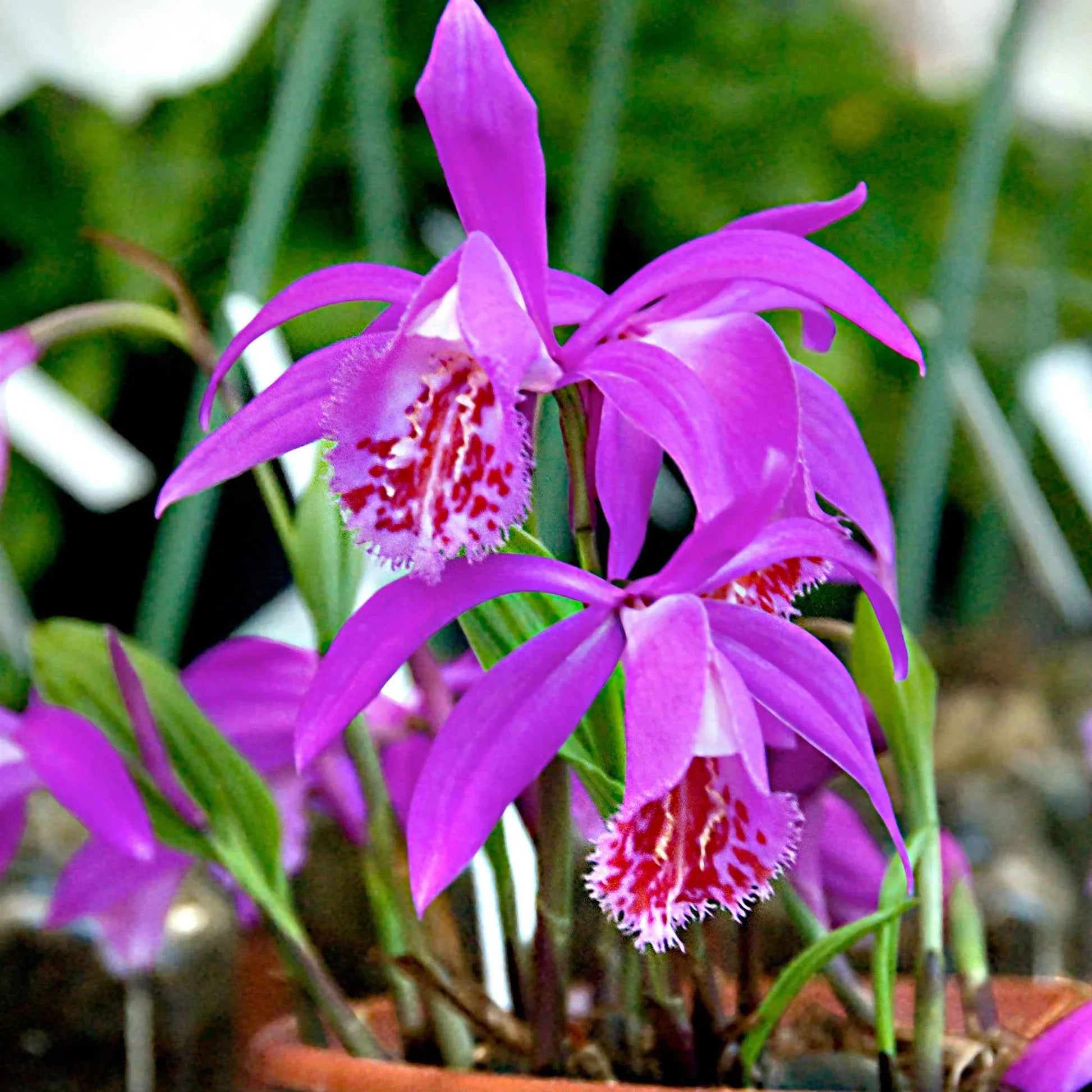 Tongariro Hardy Flower Seeds for Planting