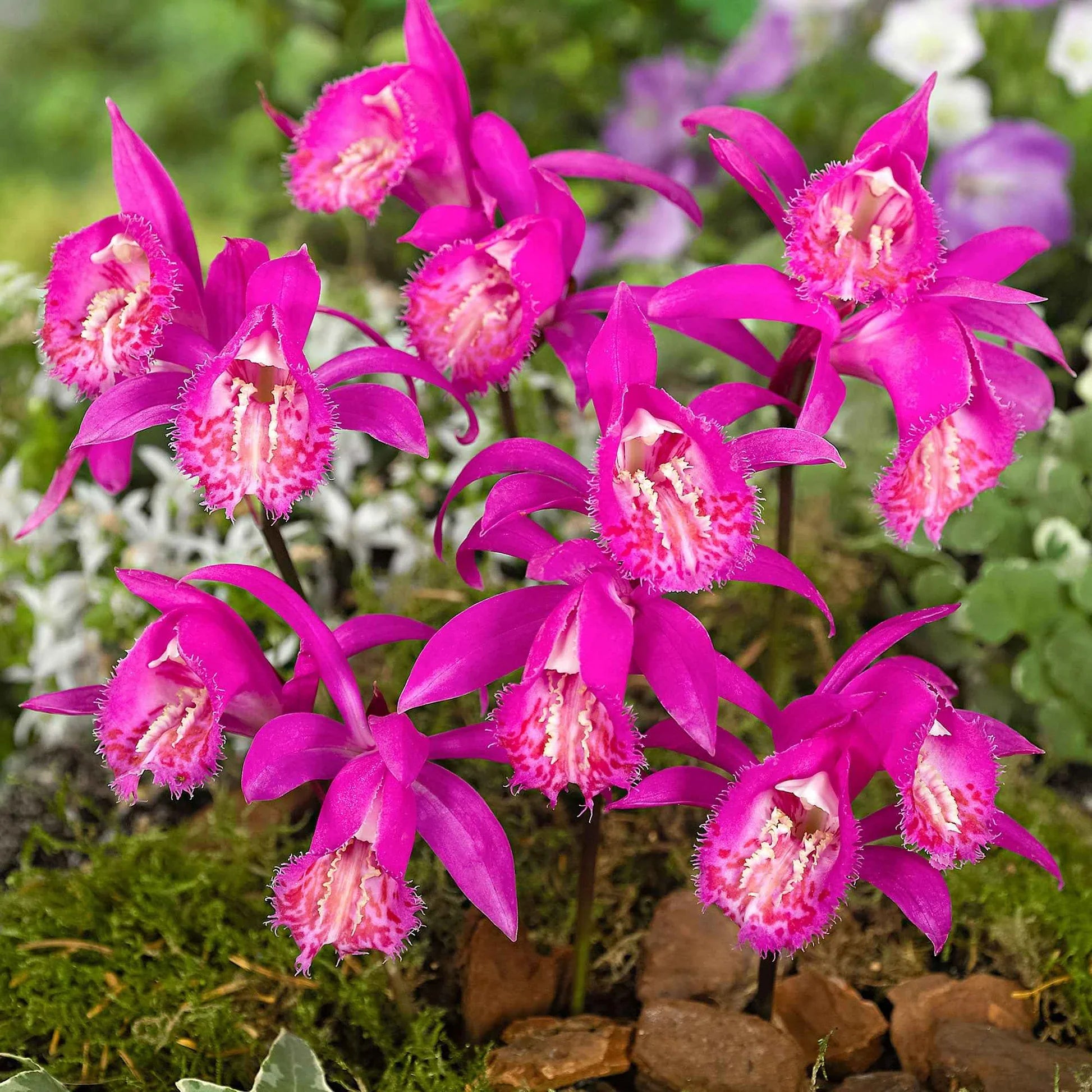 Tongariro flowers adding color to landscapes