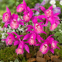 Tongariro flowers adding color to landscapes