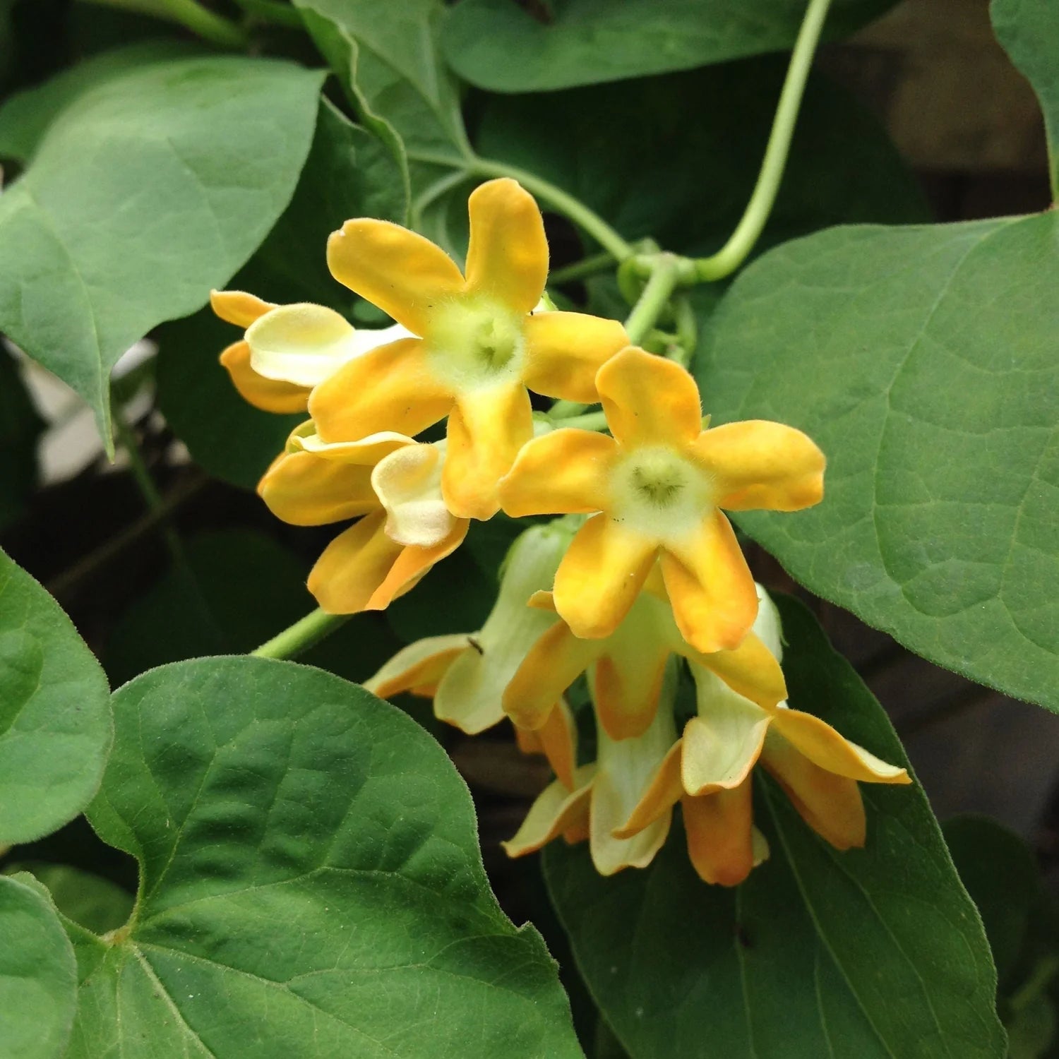 Telosma Cordata Flower Seeds for Planting - Premium Seeds for Vibrant Blooms