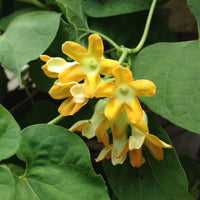 Telosma Cordata Flower Seeds for Planting - Premium Seeds for Vibrant Blooms