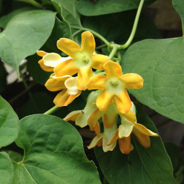 Telosma Cordata Flower Seeds for Planting - Premium Seeds for Vibrant Blooms