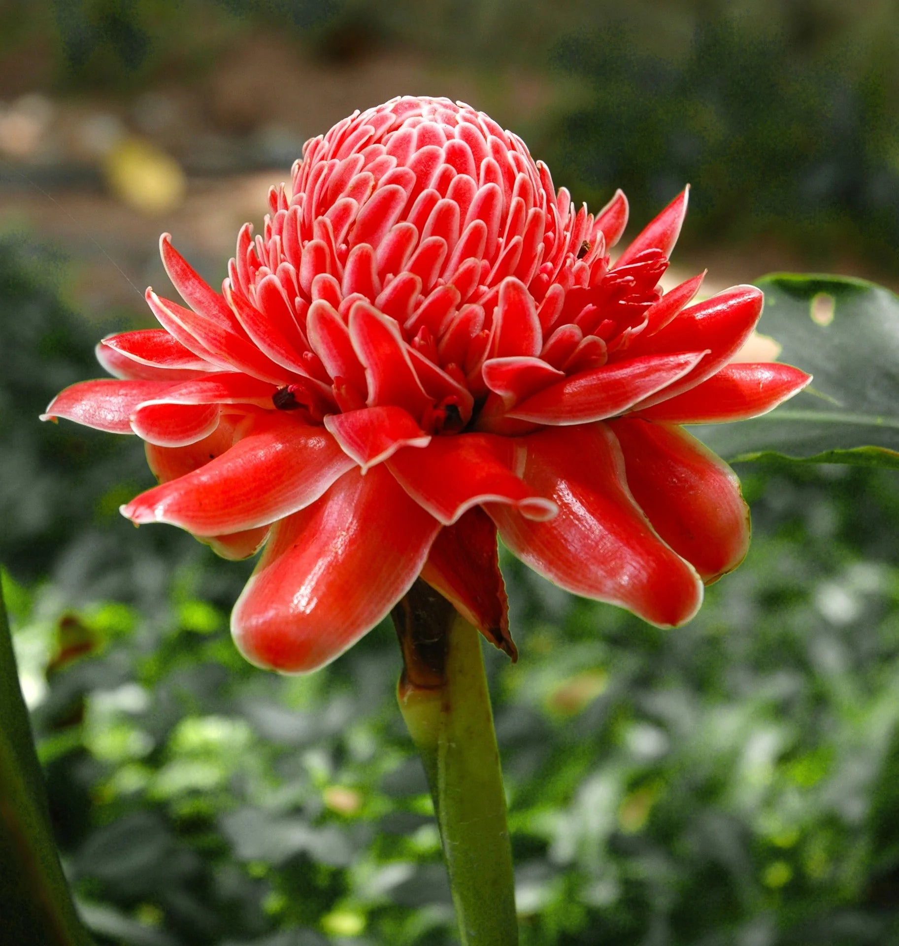 Plat Firm Germination Flower seeds for Planting Seasonal Bloomer Heirloom & GMO Free Seeds for Home Garden