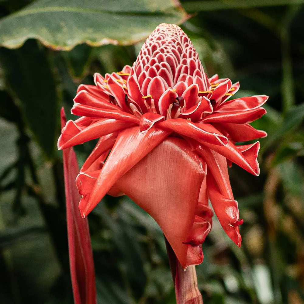 Torch Ginger Flower seeds for Planting Drought Tolerant Heirloom & GMO Free Seeds for Home Garden