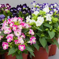 Mix Fournieri Flower seeds for Planting - Hardy Variety, Heirloom & GMO Free Seeds for Home Garden