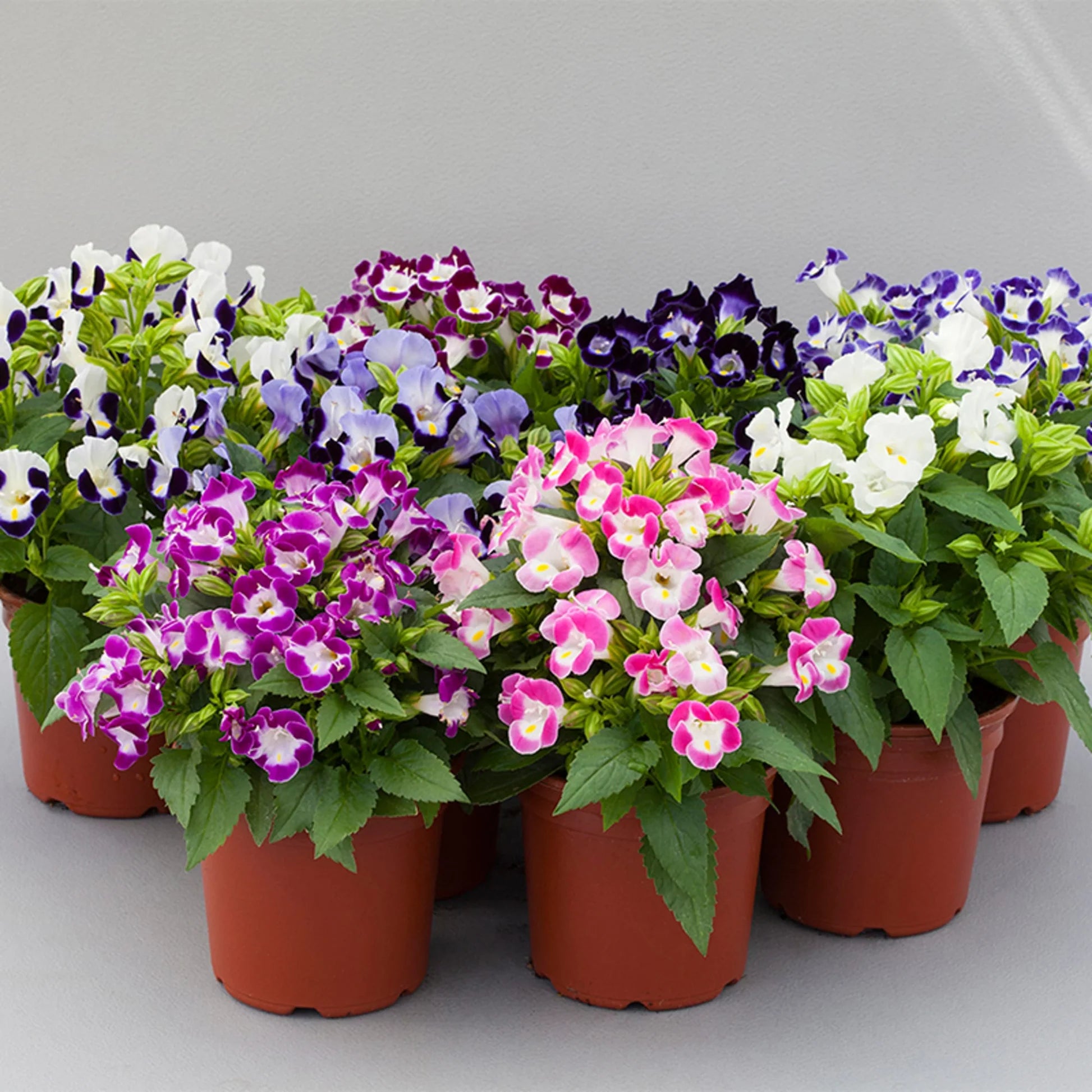 Mix Fournieri Flower seeds for Planting - Hardy Variety, Heirloom & GMO Free Seeds for Home Garden