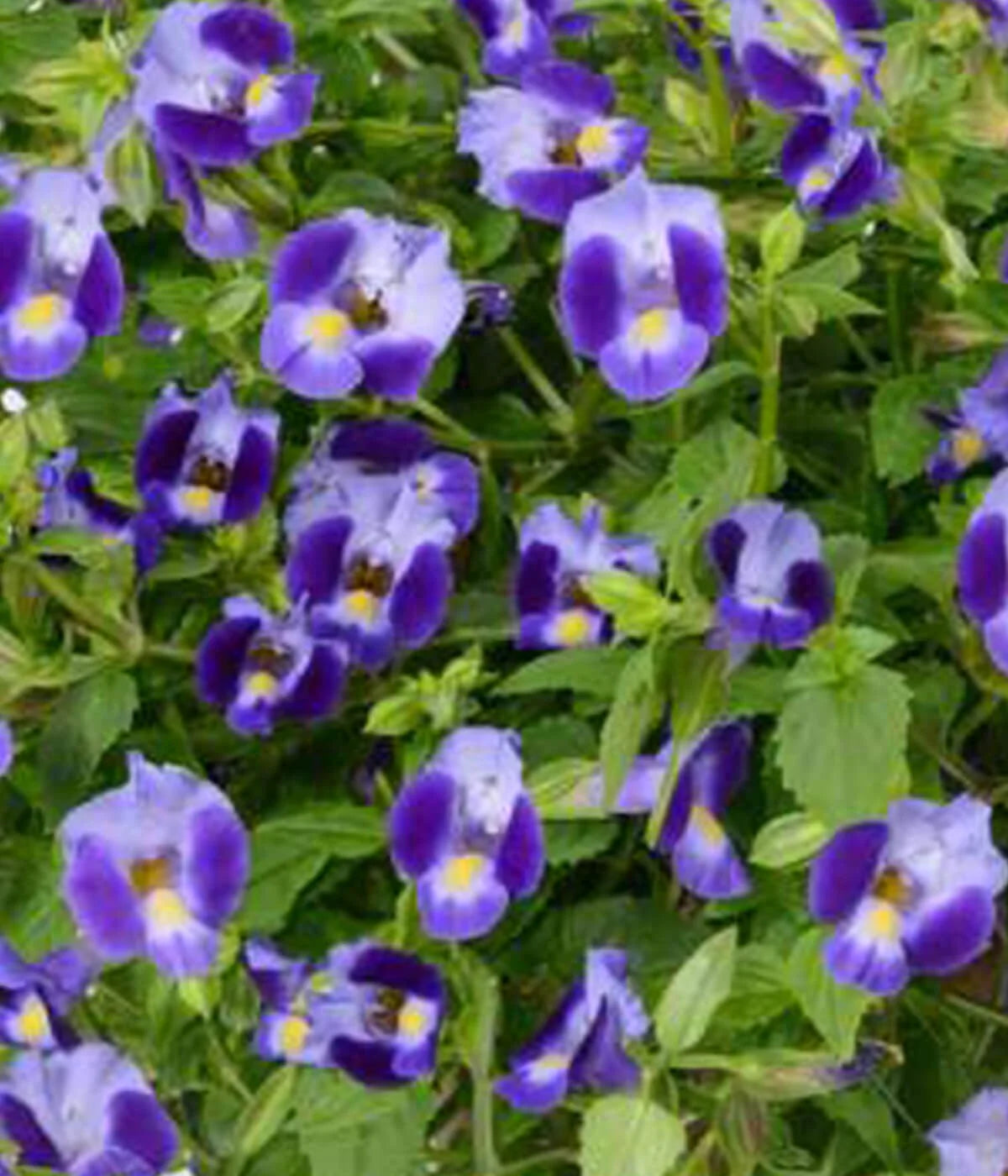 Torenia Flower seeds for Planting Colorful Display Heirloom & GMO Free Seeds for Home Garden