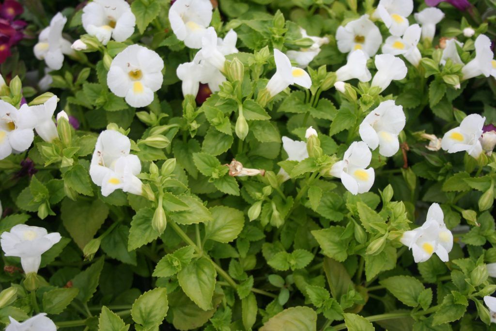 Mixed Wishbone Flower seeds for Planting - Cottage Garden Essential, Heirloom & GMO Free Seeds for Home Garden