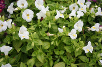 Mixed Wishbone Flower seeds for Planting - Cottage Garden Essential, Heirloom & GMO Free Seeds for Home Garden