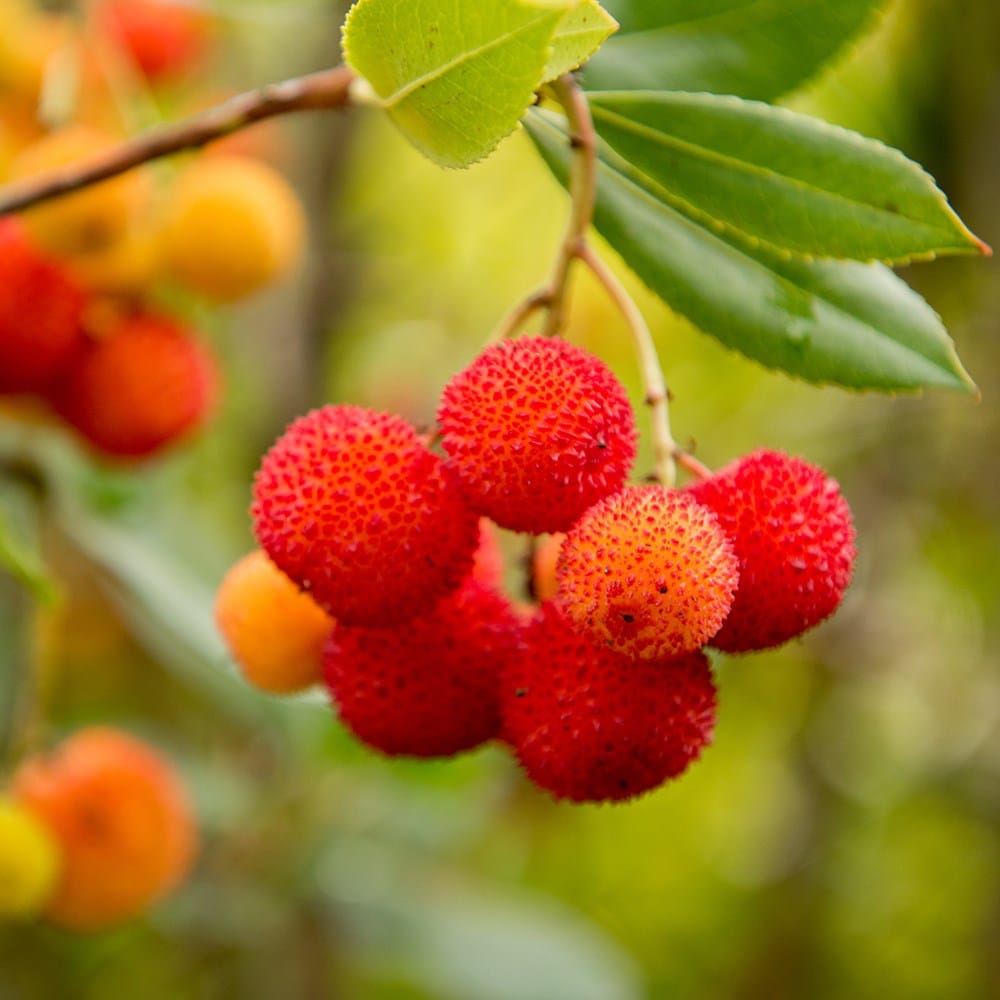Planting Guide for Arbutus Fruit Seeds