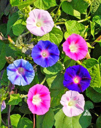 Morning Glory Flowers Growing on Trellis