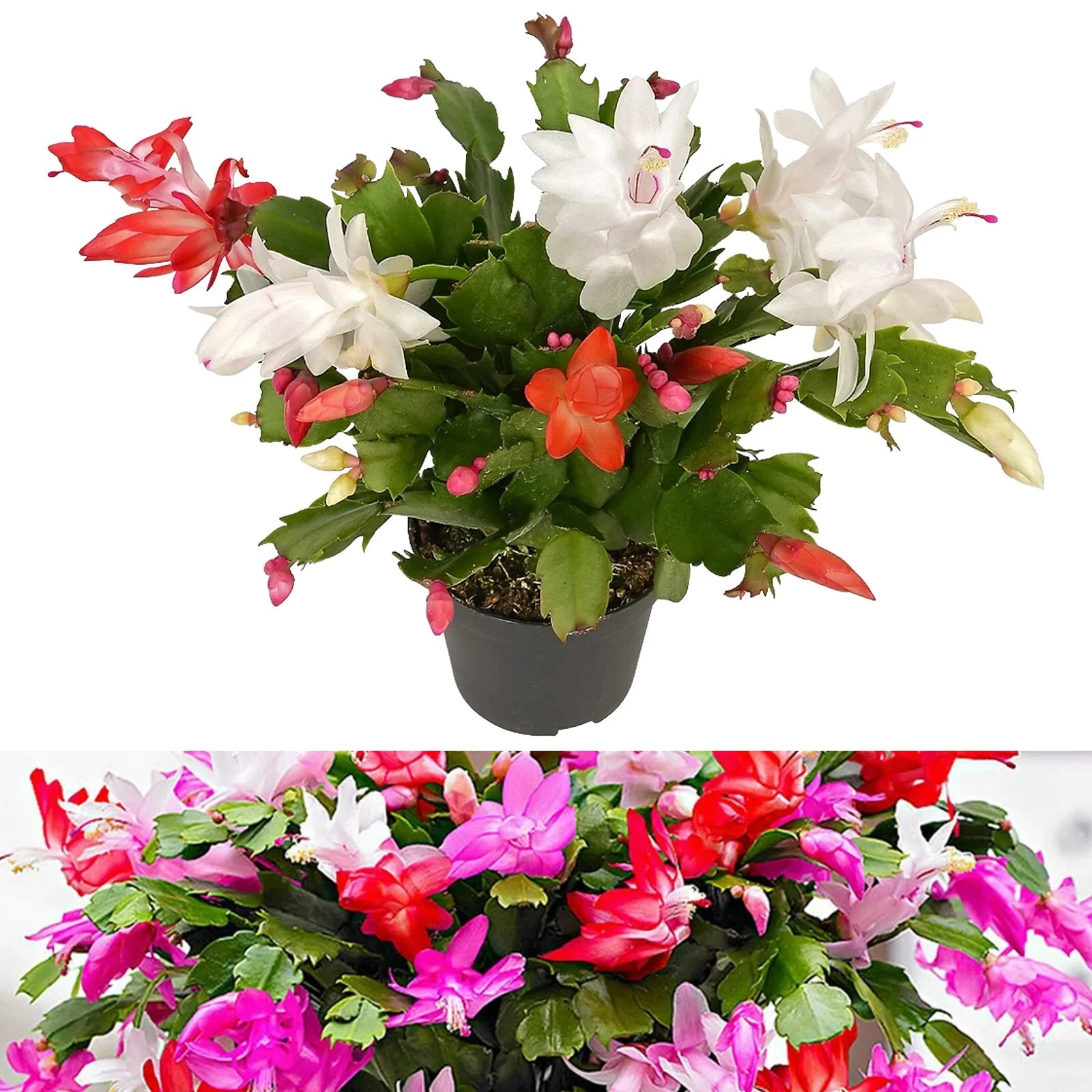 Multicolor Schlumbergera Flower Seeds for Planting Wildflower Mix Heirloom & GMO Free Seeds for Home Garden
 
 Sale