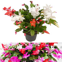 Multicolor Schlumbergera Flower Seeds for Planting Wildflower Mix Heirloom & GMO Free Seeds for Home Garden
 
 Sale