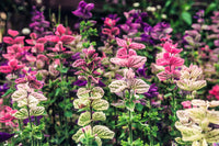 Tricolor Clary Sage Salvia viridis mix seeds blue pink white flowers