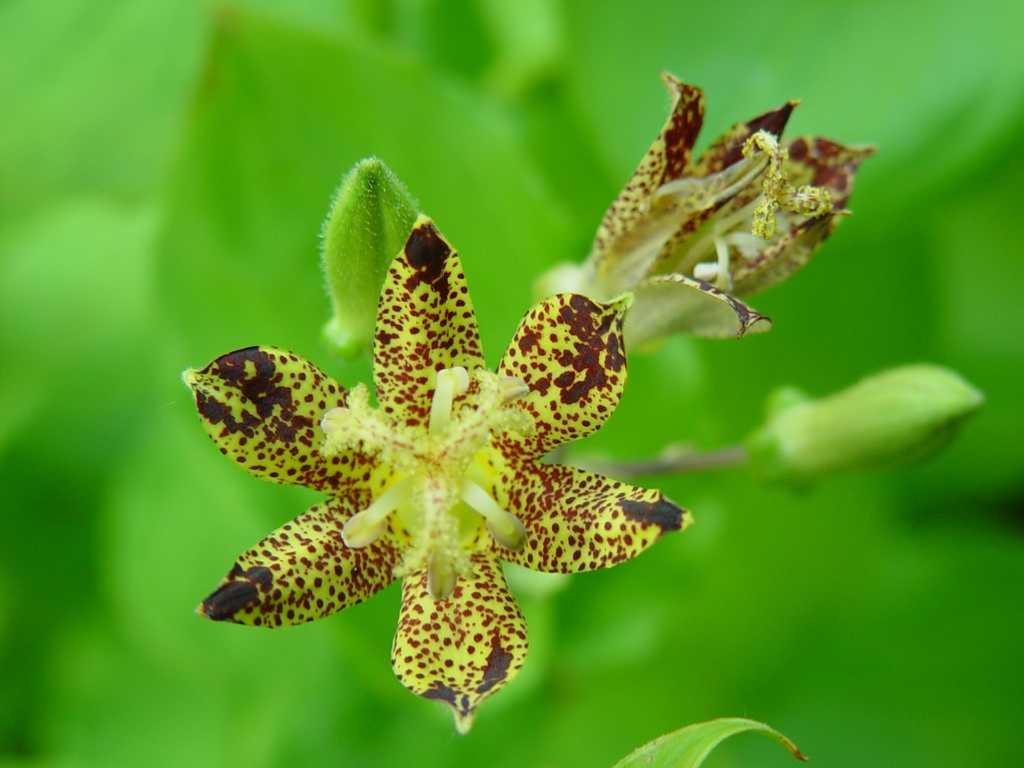 Green Brown Tricyrtis Flower seeds for Planting Colorful Display Heirloom & GMO Free Seeds for Home Garden 
 
 Sale