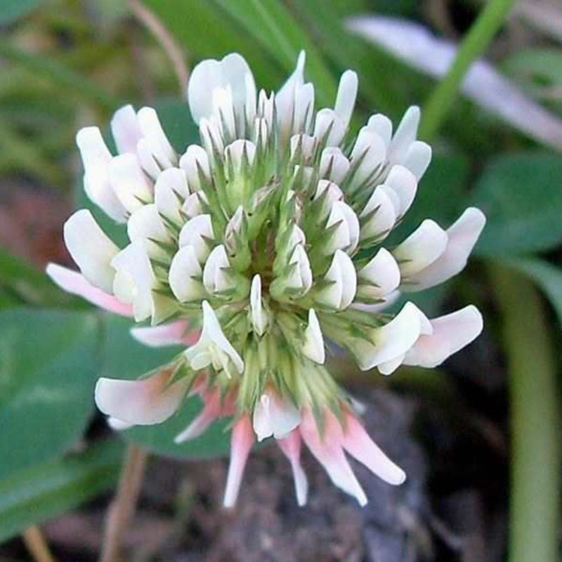White Trifolium Repens Flower seeds for Planting - Seasonal Bloomer, Heirloom & GMO Free Seeds for Home Garden