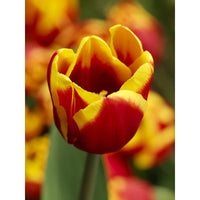 TulpeBirnen Flower seeds for Planting Premium Quality Heirloom & GMO Free Seeds for Home Garden 
 
 Sale