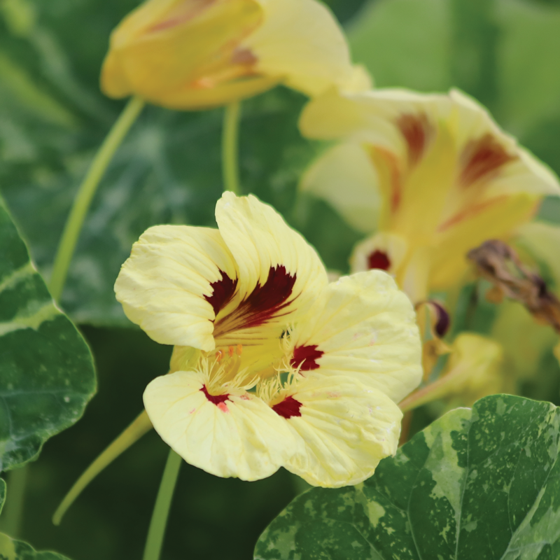Cream Nasturtium Flower Seeds for Garden Cut Flower Favorite Heirloom & GMO Free Seeds for Home Garden
 
 Sale