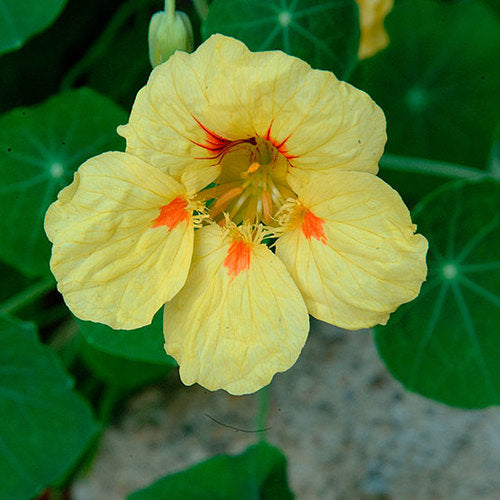 Cream Nasturtium Flower seeds for Planting Wildflower Mix Heirloom & GMO Free Seeds for Home Garden 
 
 Sale