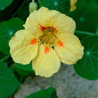 Cream Nasturtium Flower seeds for Planting Wildflower Mix Heirloom & GMO Free Seeds for Home Garden 
 
 Sale
