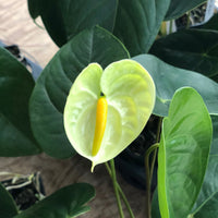 Tropical Anthurium Plant with Glossy Green Flowers
