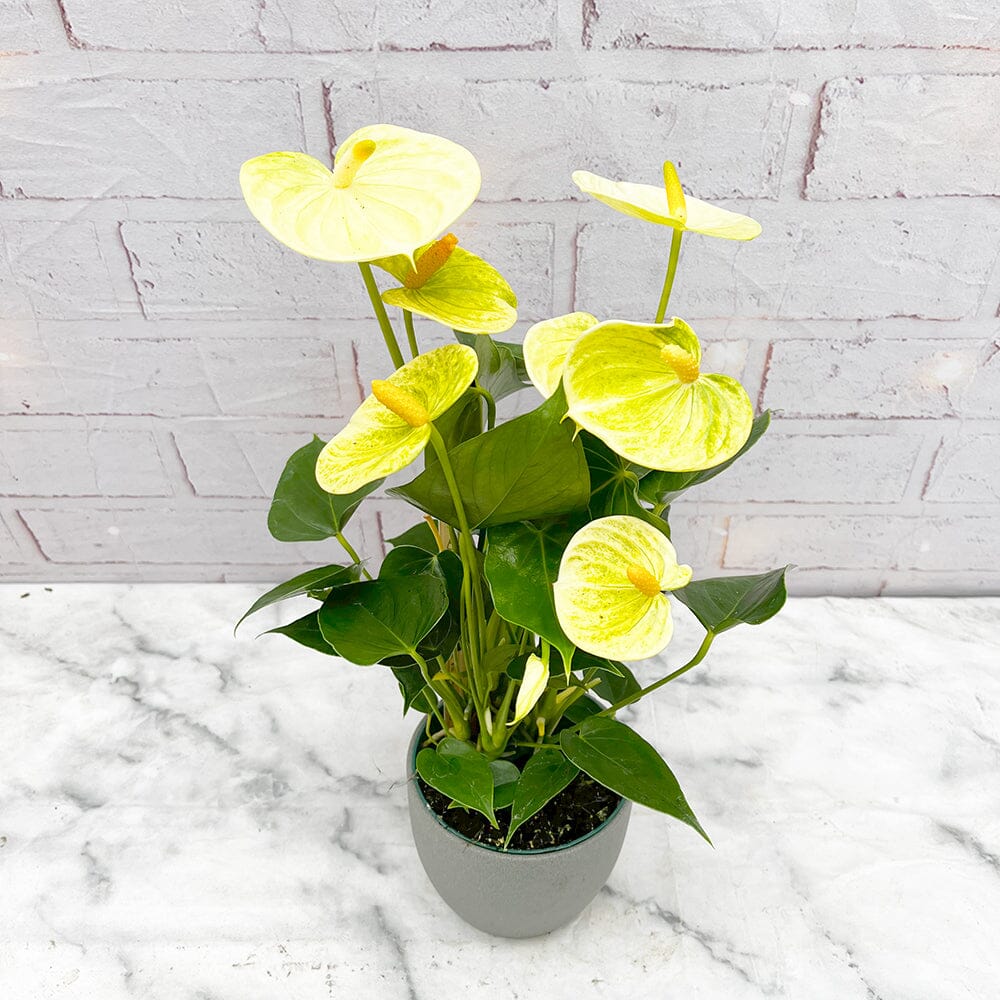 Tropical Anthurium Linden Growing in Pots