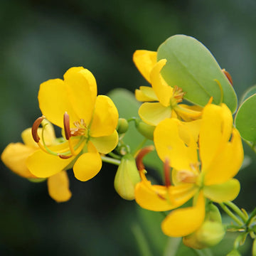 Tropical Didymobotrya Plant Growing Guide