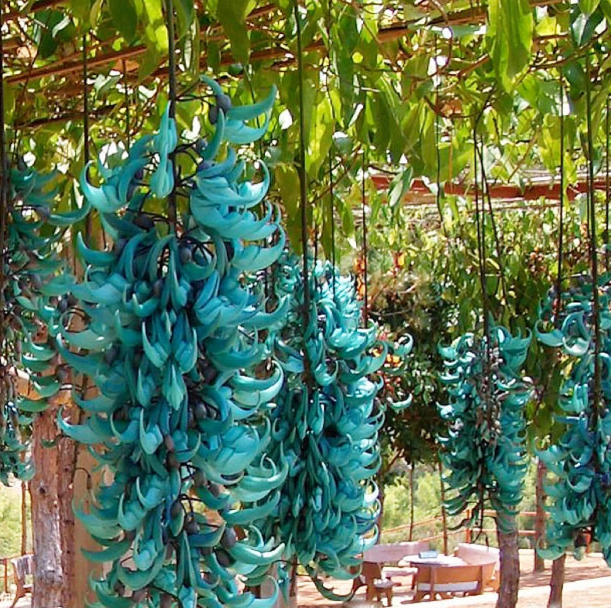 Tropical Orange Strongylodon Macrobotrys Growing on Trellis