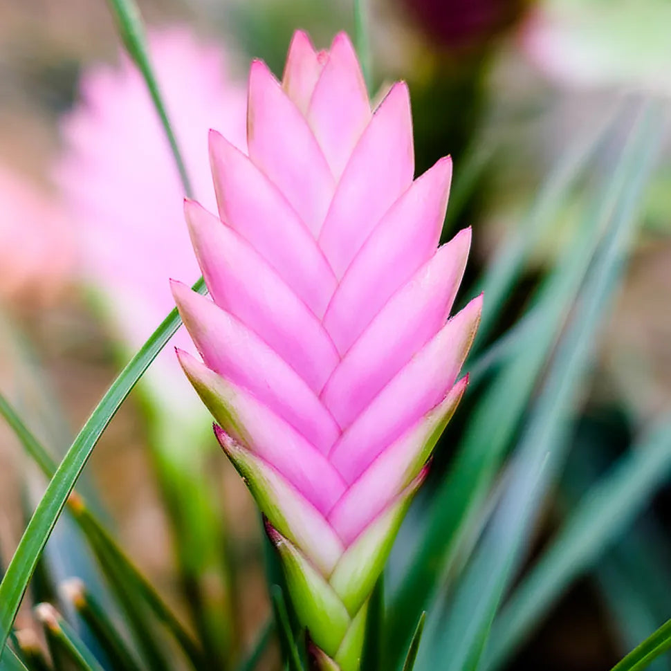 Pink Tillandsia Cretacea Flower seeds for Planting - Perfect for Borders, Heirloom & GMO Free Seeds for Home Garden