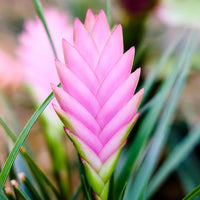Pink Tillandsia Cretacea Flower seeds for Planting - Perfect for Borders, Heirloom & GMO Free Seeds for Home Garden