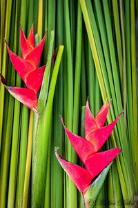 Tropical Red Strelitzia Plant with Exotic Blooms