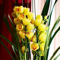 Tropical Yellow Orchid Flower in Bloom
