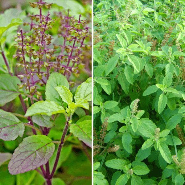Tulasi Plant Thriving in Garden Soil