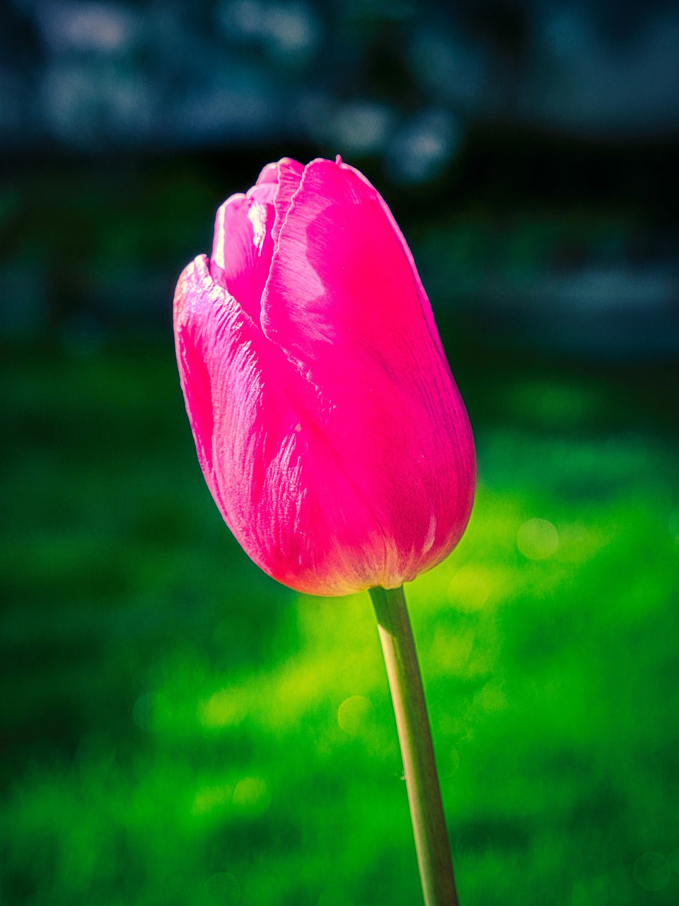 Pink Tulip Flower Seeds Perfect for Borders Heirloom & GMO Free Seeds for Home Garden
 
 Sale