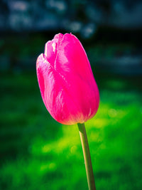 Pink Tulip Flower Seeds Perfect for Borders Heirloom & GMO Free Seeds for Home Garden
 
 Sale