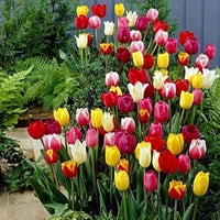 Tulip Aroma Blooms – Fragrant Spring Tulip Flowers