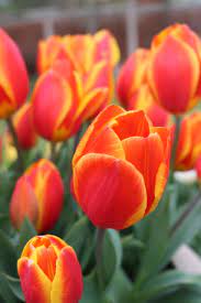 Colorful Tulips Lining a Garden Path