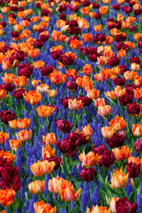 Yellow & Blue Tulip Flowers Growing in Garden Borders