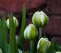 Green Tulip Flower Seeds – Cottage Garden Essential Heirloom & NonGMO Seeds for Planting Home Garden
 
 Sale